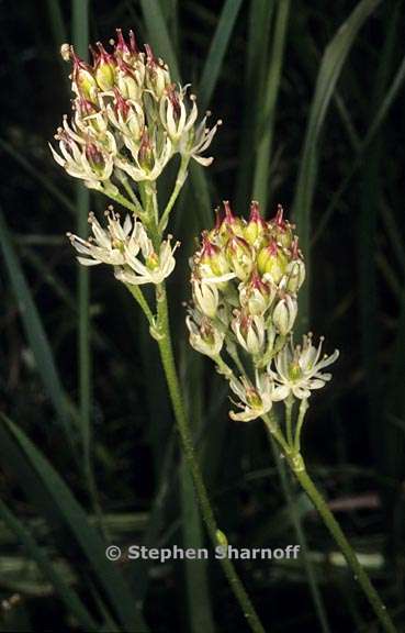 triantha occidentalis ssp occidentalis 2 graphic